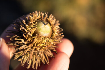 Hand holding a moss-cupped acorn of Turkey oak, scientific name: Quercus cerris L., macro detail in warm evening light. © Elena