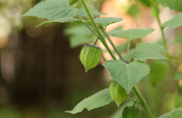 Physalis or ground cherry plant close up (Physalis peruviana)