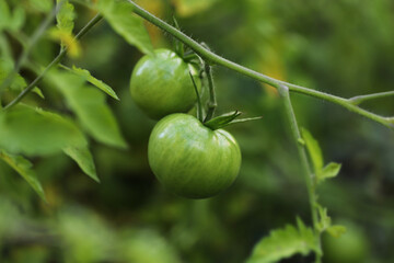 Green tomatoes on a branch