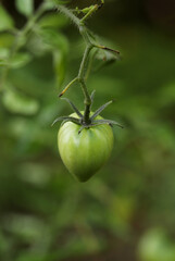Green tomato on a branch
