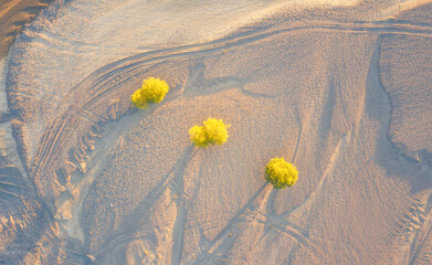 yellow trees on the sand
