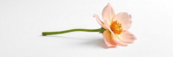 Obraz premium A single, wilted flower, isolated on a stark white background, symbolizes exhaustion and loneliness The delicate petals droop, conveying a sense of weariness and isolation , defeat, floral