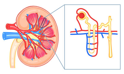 Kidney and Nephron Structure Medical Diagram
