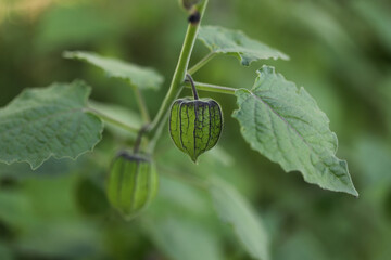 Physalis or ground cherry plant close up (Physalis peruviana)