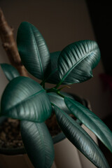 Close up of green tropical plant leaves in soft natural light