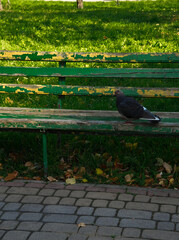 Pigeon sitting on old green bench in city park with autumn leaves