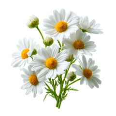 Fototapeta premium Bouquet of white daisies with yellow centers on a black background