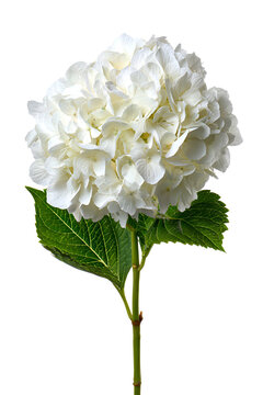 Single white hydrangea flower with green leaves on black background