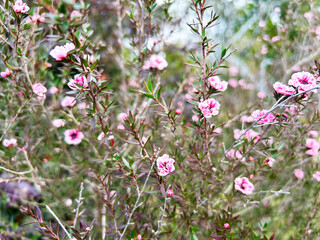 ギョリュウバイの群生