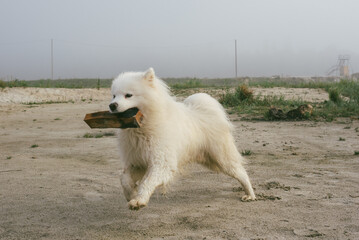 portrait of cute white samoyed dog at the lake