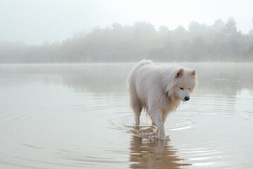 portrait of cute white samoyed dog on the lake