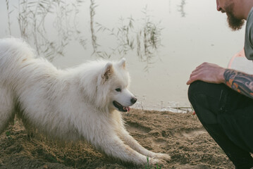 man playing with his cute samoyed dog at the lake during sunset