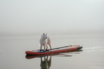 cute white samoyed dog on the lake with a sup board
