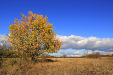 autumn tree on meadow