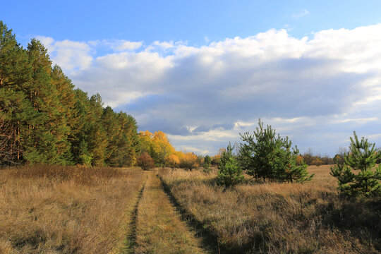 dirt road in autumn forest