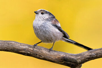Schwanzmeise  auf  einem Ast im Garten