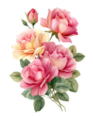 Watercolor rose painting PNG die-cut with pink and peach garden roses, hand-painted floral rose illustration isolated on transparent background, romantic botanical flower clipart for design and decor