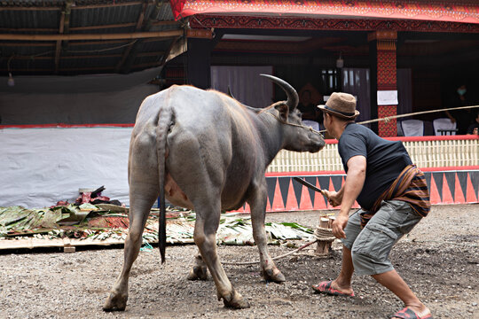 sacrifice de buffle Sulawesi Indon&eacute;sie