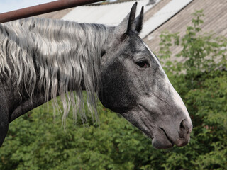 A beautiful grey race horse portrait 