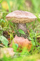 Edible Wild Birch Bolete Mushroom (Leccinum scabrum) Growing in Grass. A close-up view of a wild birch bolete mushroom emerging from tall green grass and moss on the forest floor.
