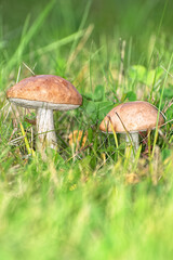 Edible Wild Birch Bolete Mushrooms (Leccinum scabrum) Growing in Grass. A macro shot capturing a pair of fresh, wild birch bolete mushrooms emerging from tall green grass and moss on the forest floor.