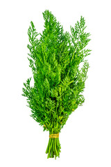 Fresh green carrot tops tied in a bunch, isolated on transparent background. Botanical element for natural food design, gardening themes, vegetable branding and organic kitchen projects.