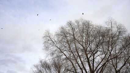 Crows flying over bare winter trees on a cloudy day
