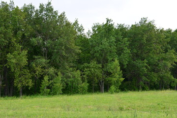 Obraz premium Lush Green Forest Edge and Grassy Field close up