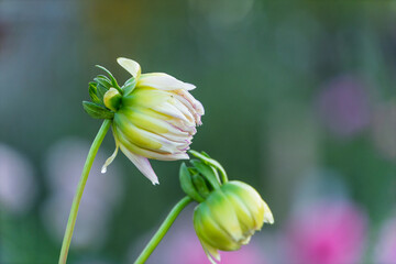 柔らかな光の中で咲き始めるダリアの蕾と水滴