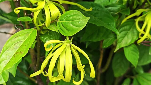 Cananga odorata Ylang-ylang name of flower Yellow or green petals are fragrant.