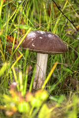 Edible Wild Birch Bolete Mushroom (Leccinum scabrum) Growing in Grass. A close-up view of a single, wild birch bolete mushroom emerging from tall green grass and moss on the forest floor.