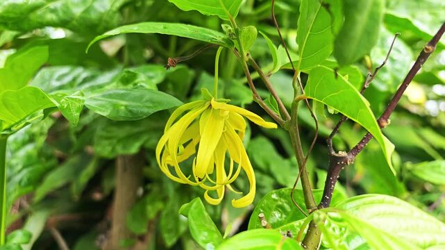 Cananga odorata Ylang-ylang name of flower Yellow or green petals are fragrant.
