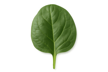 Obraz premium Fresh green spinach leaf from above against a transparent background, depicting healthy raw organic food