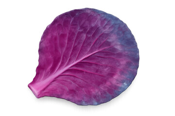 Obraz premium Purple red cabbage leaf with vibrant pink and blue hues, showing fresh organic texture, isolated on transparent background