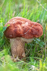 Edible Wild Birch Bolete Mushroom (Leccinum scabrum) Growing in Grass. A close-up view of a wild birch bolete mushroom emerging from tall green grass and moss on the forest floor.