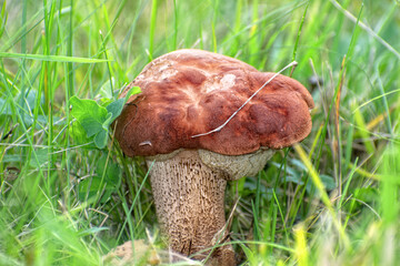 Edible Wild Birch Bolete Mushroom (Leccinum scabrum) Growing in Grass. A close-up view of a wild birch bolete mushroom emerging from tall green grass and moss on the forest floor.