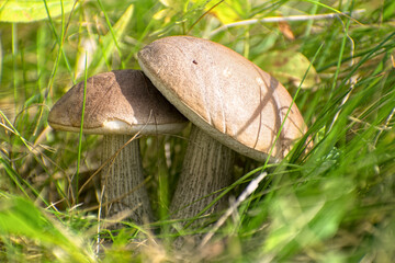 Edible Wild Birch Bolete Mushrooms (Leccinum scabrum) Growing in Grass. A macro shot capturing a pair of fresh, wild birch bolete mushrooms emerging from tall green grass and moss on the forest floor.