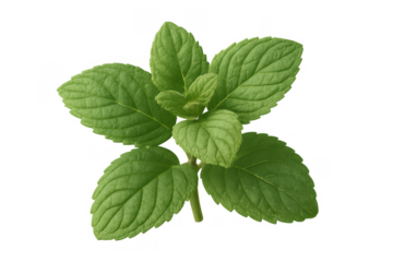 Fresh green mint sprig showing leaves, offering flavor and aroma for culinary and herbal uses