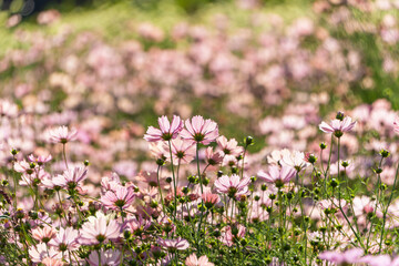 Obraz premium 秋晴れの日に一面咲きほこるピンク色のコスモス畑