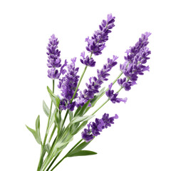 Naklejka premium Lavender flower sprigs with green leaves transparent background
