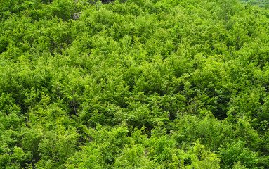 Young green leaves on the trees. Forest in early spring.