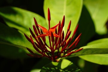 Close Up of Red Tropical Flower Buds Against Green Leaves