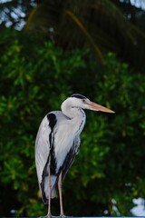 Grey Heron Standing in Front of Green Foliage on Island