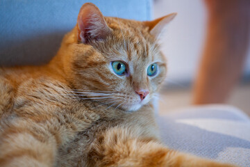 A ginger cat with striking blue eyes lounges comfortably on a soft chair. The cozy indoor environment features warm colors and inviting decor that enhances the peaceful scene