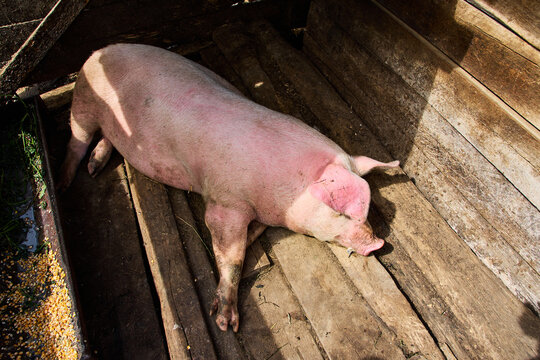 A peaceful domestic pig takes a nap