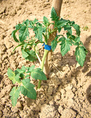 tomato seedling planted in the country garden