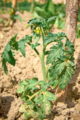 tomato seedling planted in the country garden