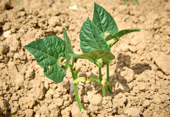 bean seedling planted in the country garden