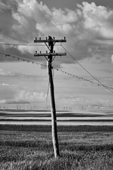 telegraph poles through which landline telephones are carried