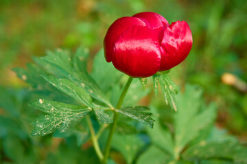 Paeonia peregrina blooming in Dobrogea